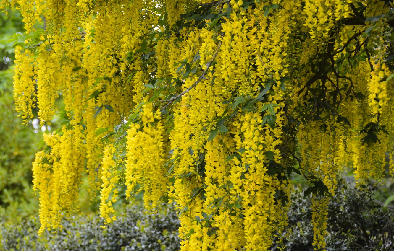 Photo wallpaper yellow, Wisteria, Wisteria