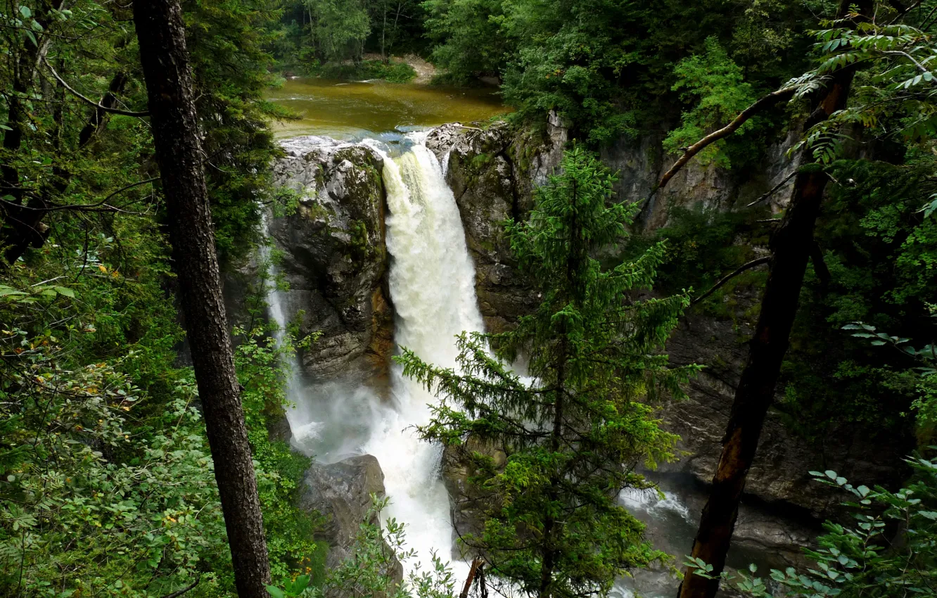 Photo wallpaper forest, trees, stones, waterfall
