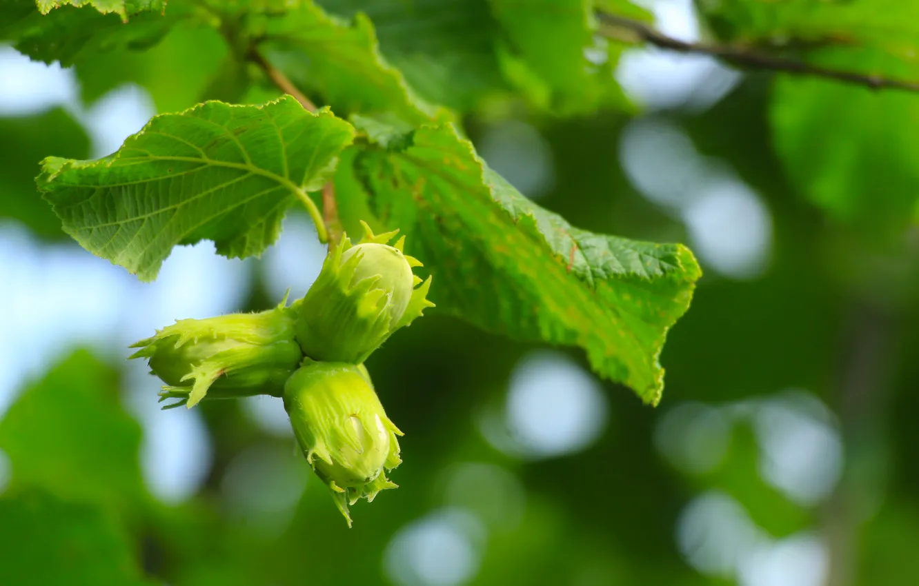 Photo wallpaper leafs, nuts, twig