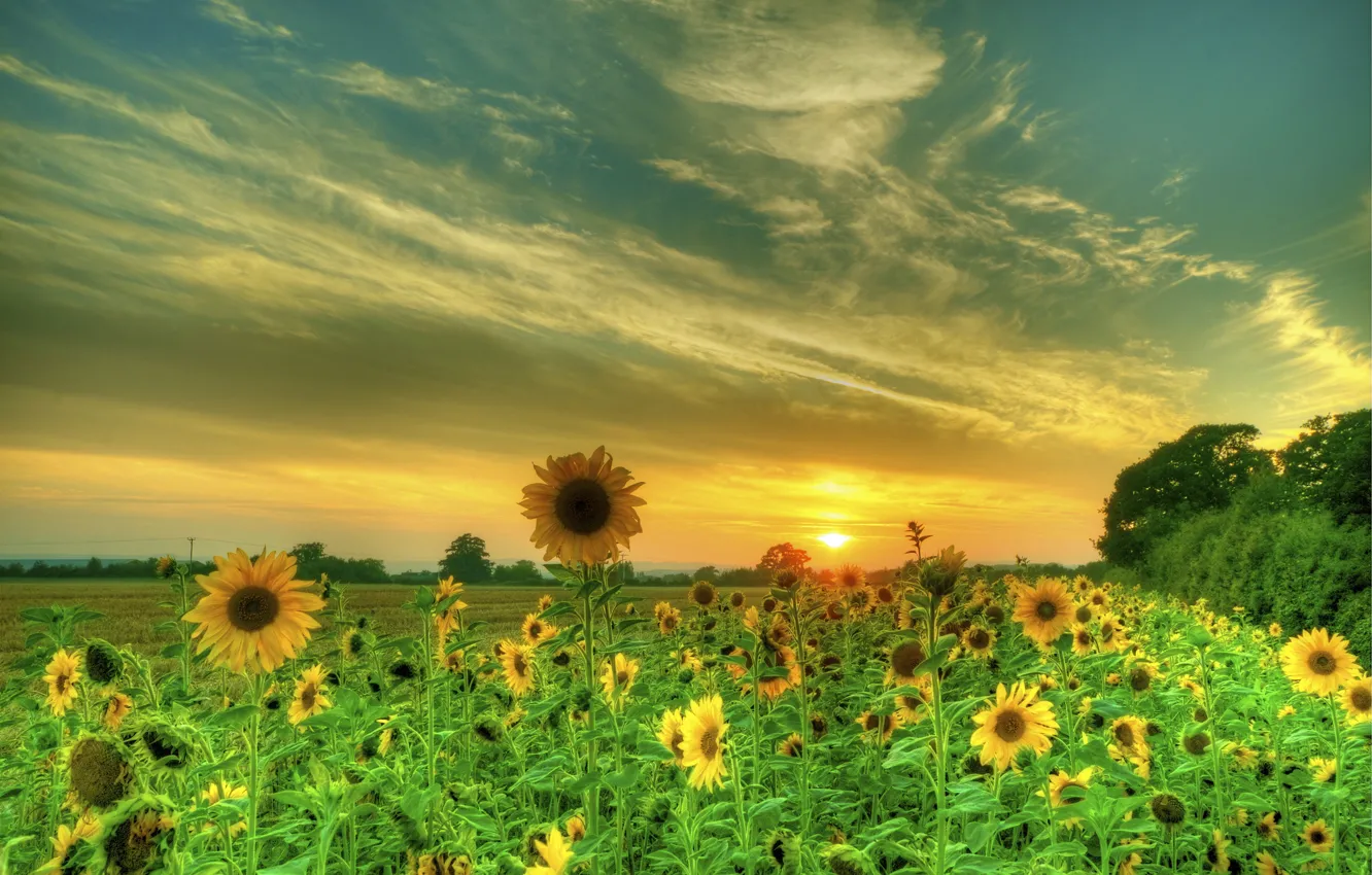 Photo wallpaper field, sunflowers, sunset
