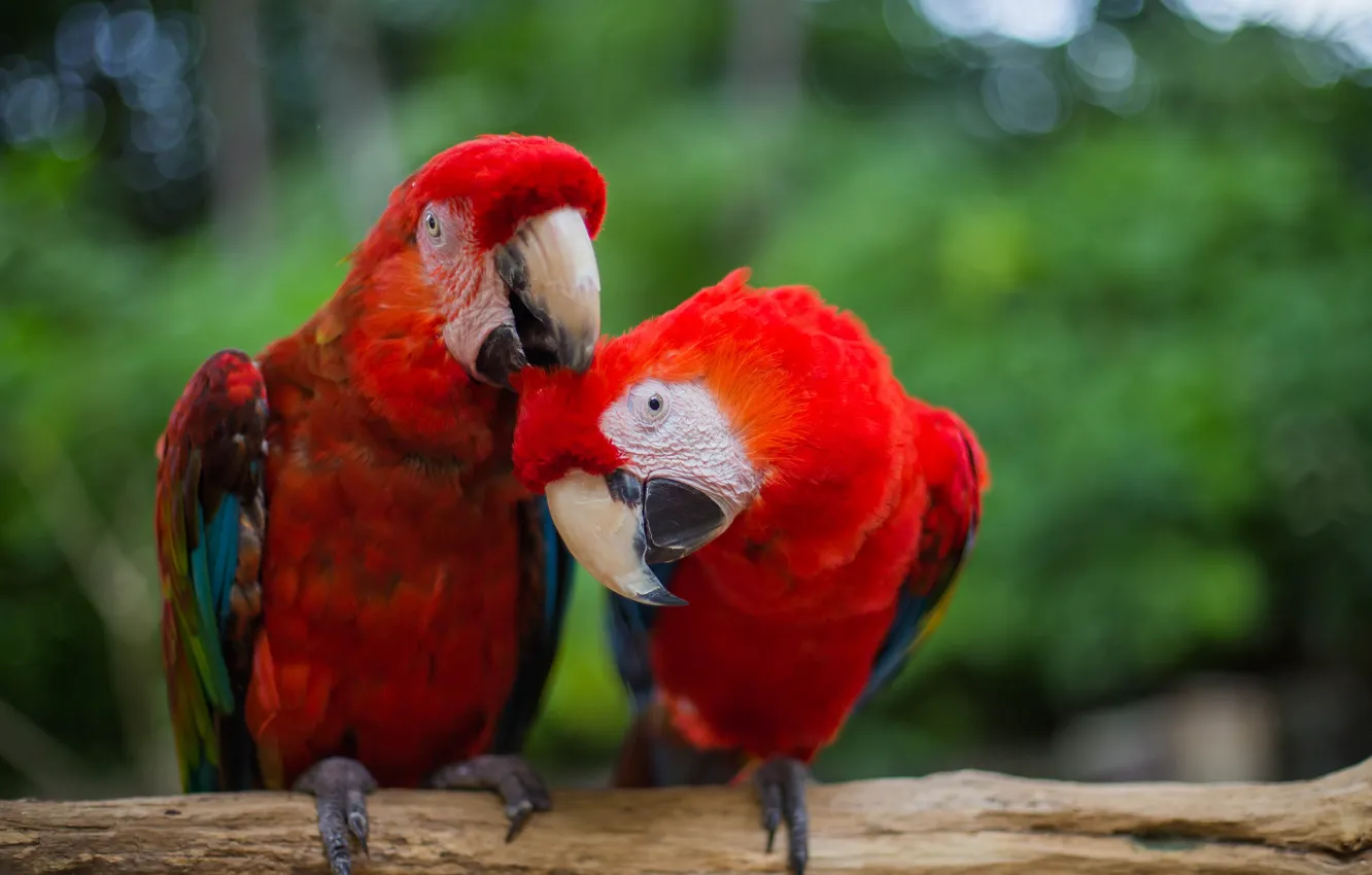 Photo wallpaper red, bird, feathers, parrot