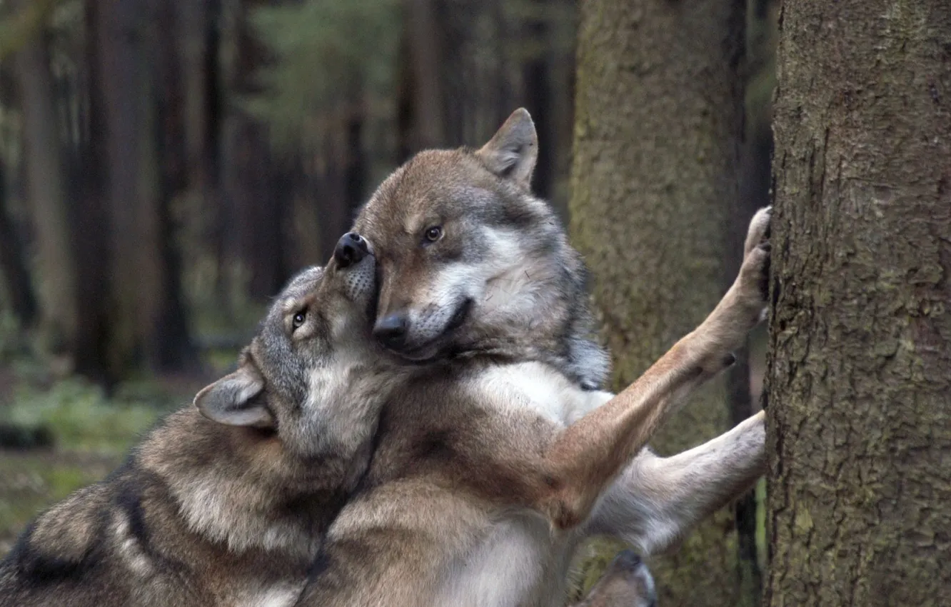 Photo wallpaper Predator, wolf, portrait, portrait., Canis lupus. face