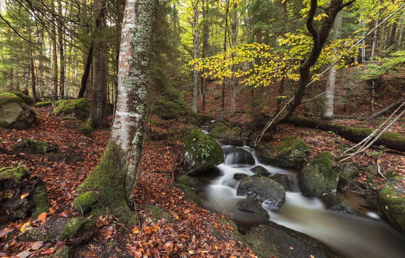Photo wallpaper autumn, forest, nature, stream, stones