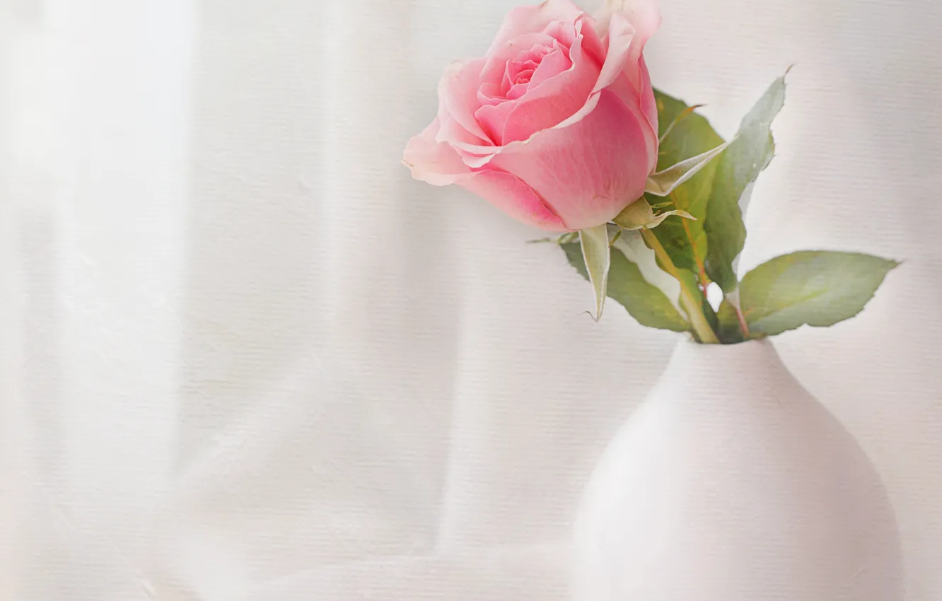 Photo wallpaper pink, rose, white, vase