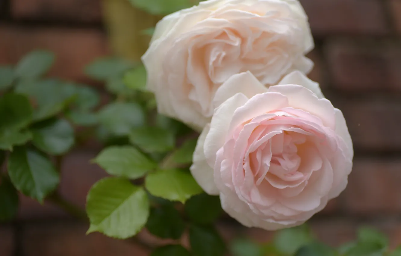 Photo wallpaper leaves, flowers, wall, roses, brick, garden, pink, bokeh