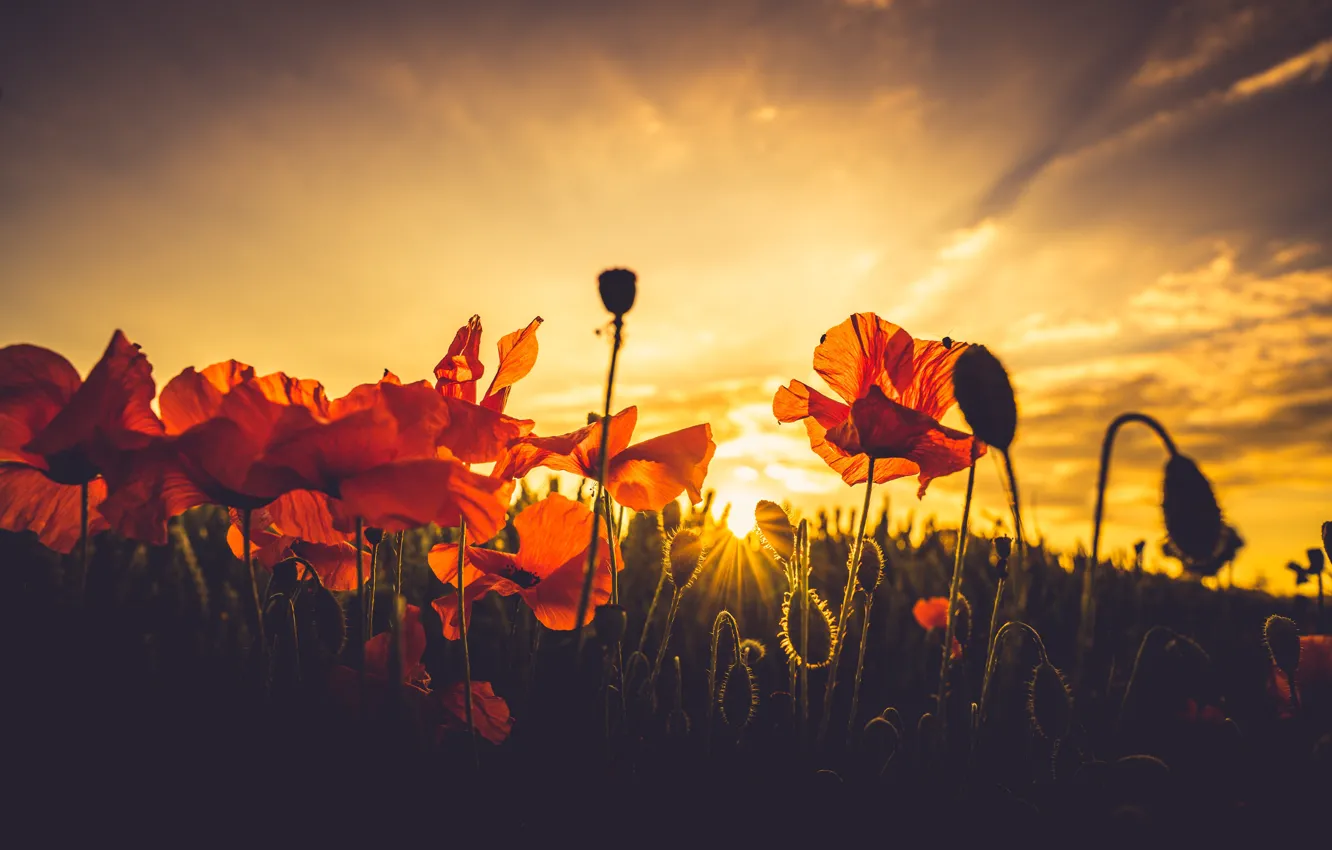 Photo wallpaper summer, the sky, light, sunset, flowers, red, Maki, the evening