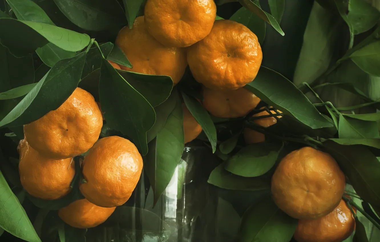 Photo wallpaper leaves, branches, vase, tangerines
