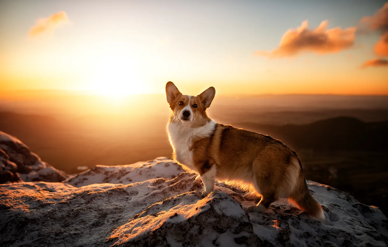 Photo wallpaper mountains, sunrise, dawn, dog, Welsh Corgi