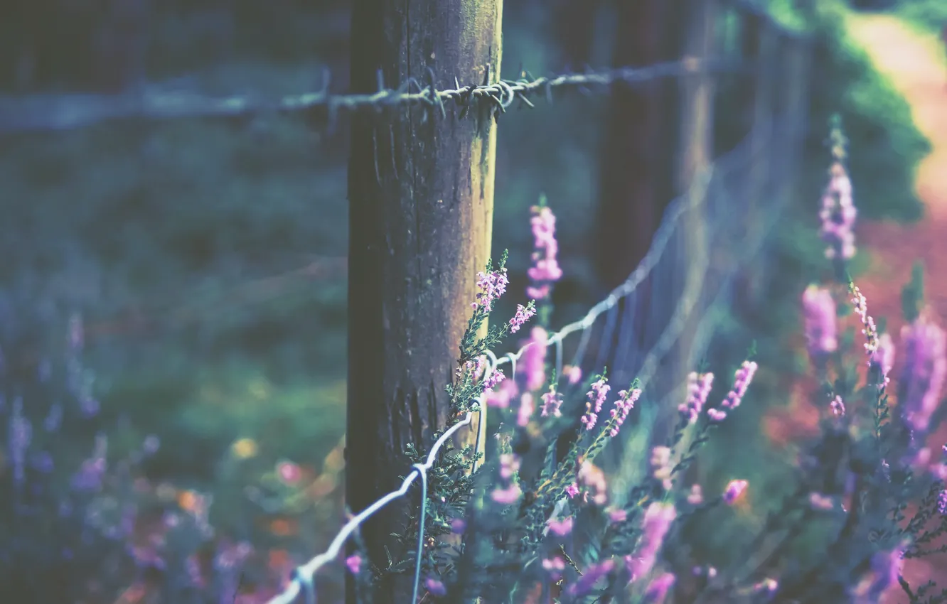 Photo wallpaper flowers, background, the fence