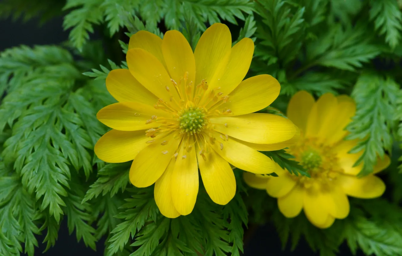 Photo wallpaper greens, leaves, flowers, yellow, Adonis