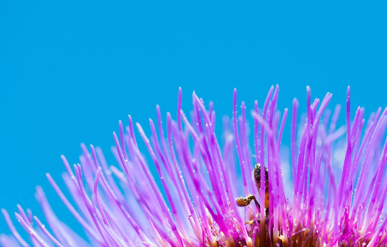 Photo wallpaper the sky, flowers, petals, insect