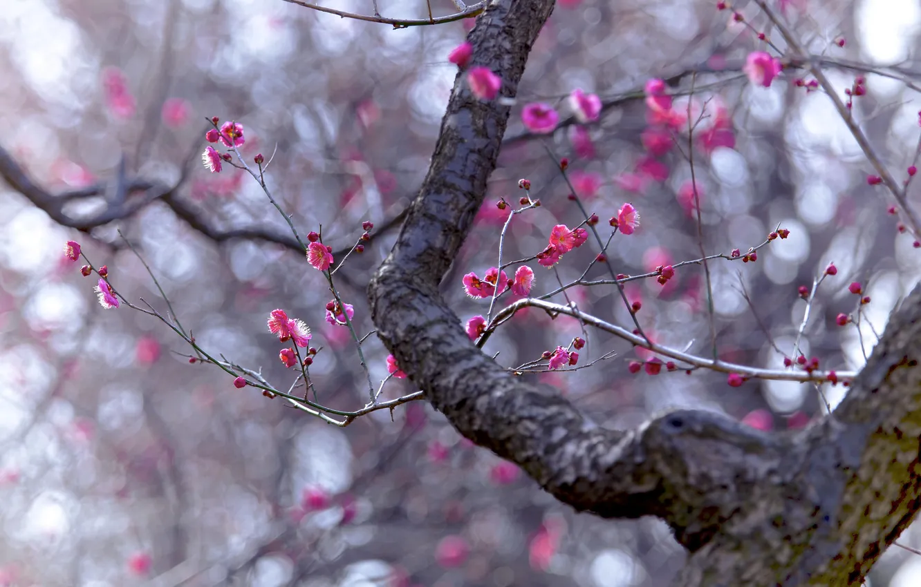 Photo wallpaper flowers, branches, tree, spring, garden