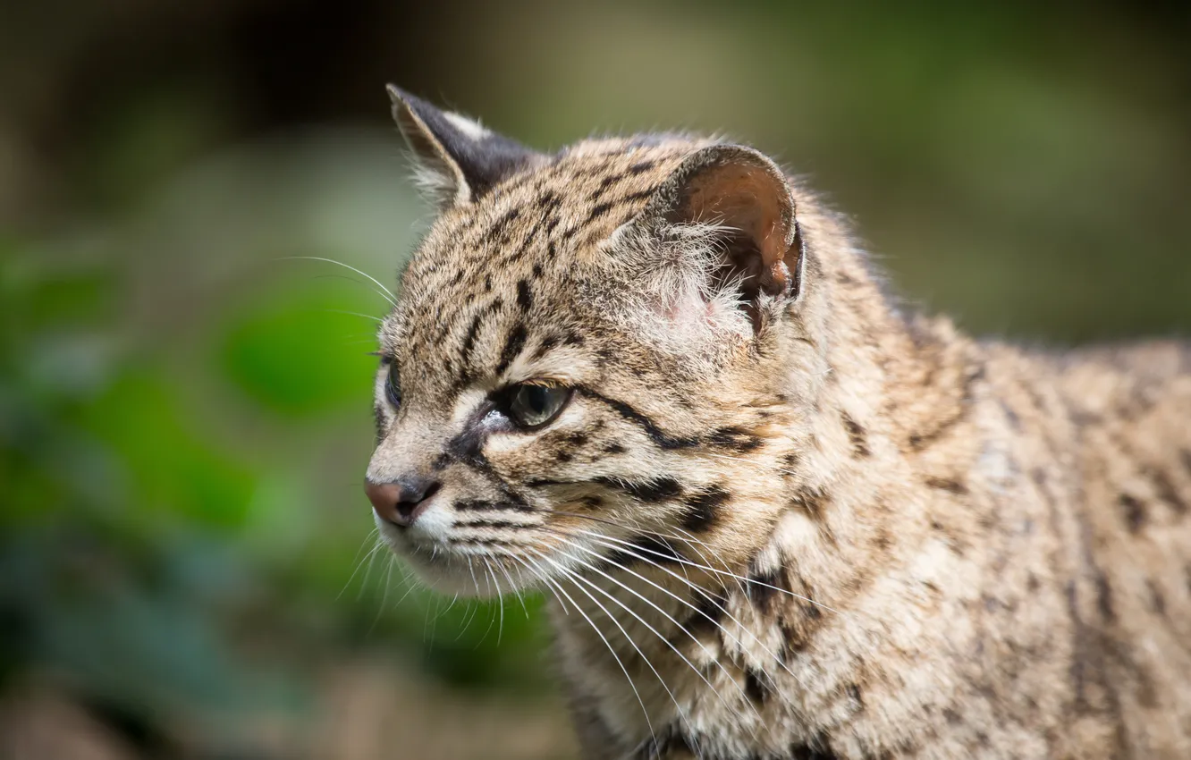 Photo wallpaper cat, look, face, cat Geoffroy