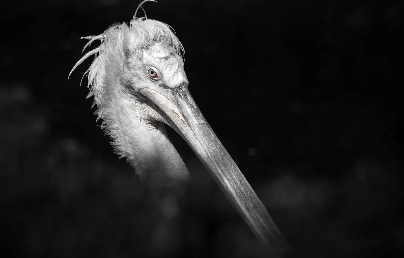 Photo wallpaper background, bird, beak, Pelican