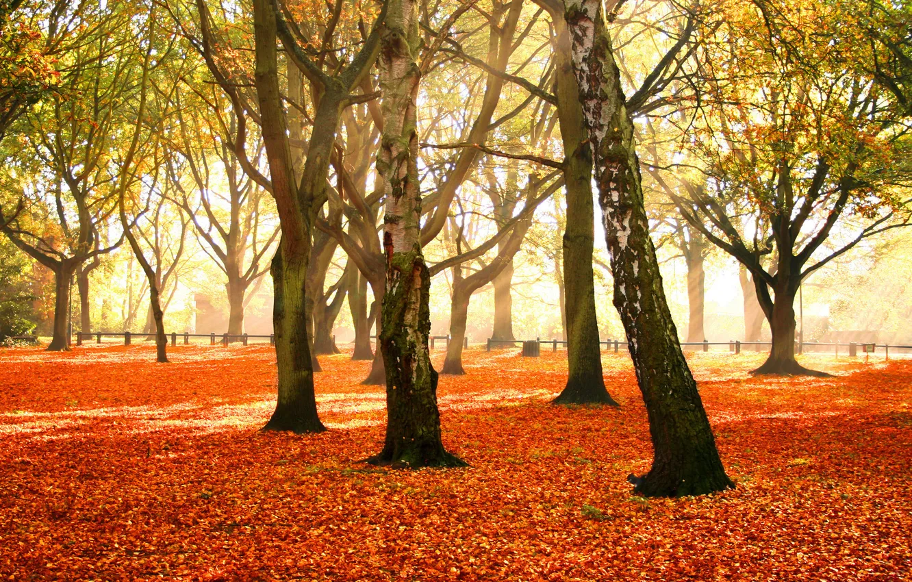 Photo wallpaper autumn, leaves, trees, nature, photo, tree, falling leaves, parks