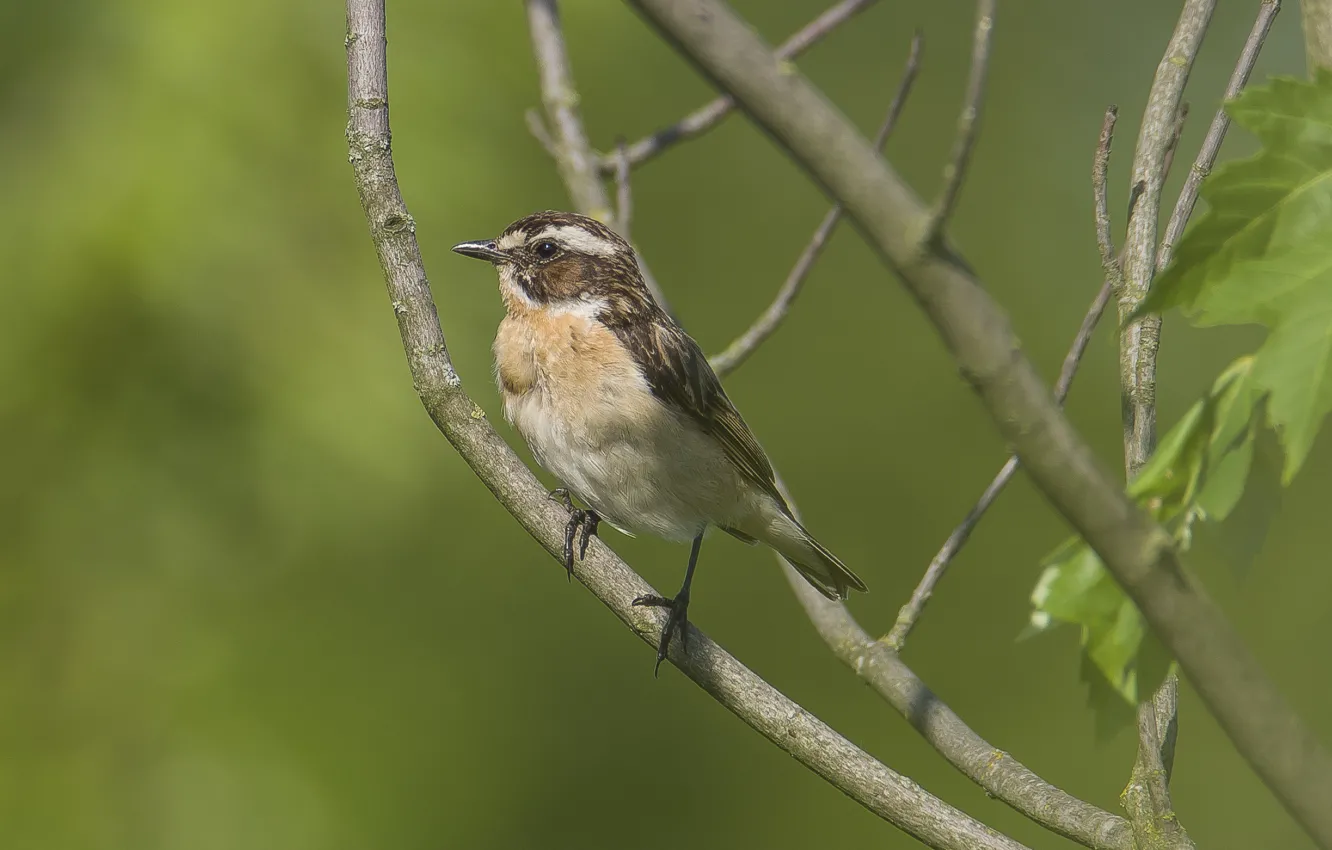 Photo wallpaper trees, sitting, looks, mint