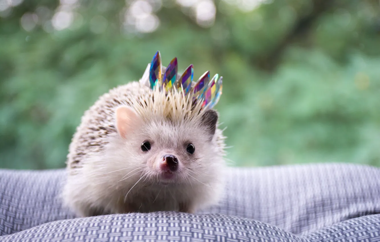 Photo wallpaper crown, hedgehog, blurred background
