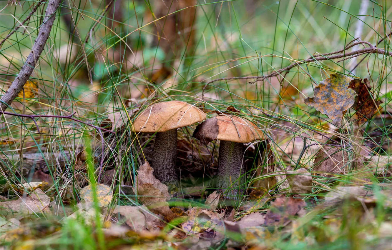 Photo wallpaper forest, mushrooms, aspen