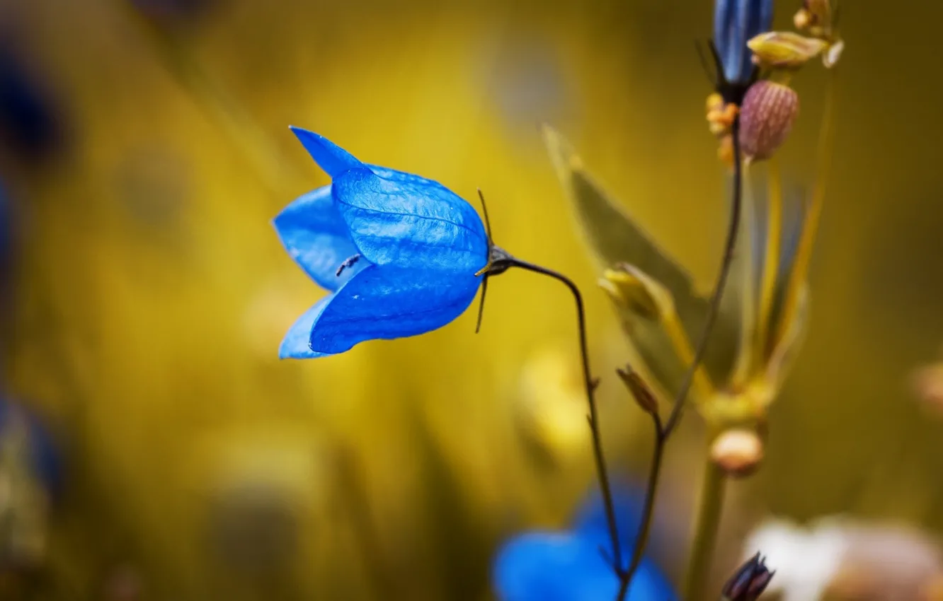 Photo wallpaper macro, plant, petals, Campanula rotundifolia