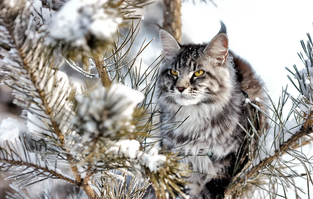 Photo wallpaper cat, look, background