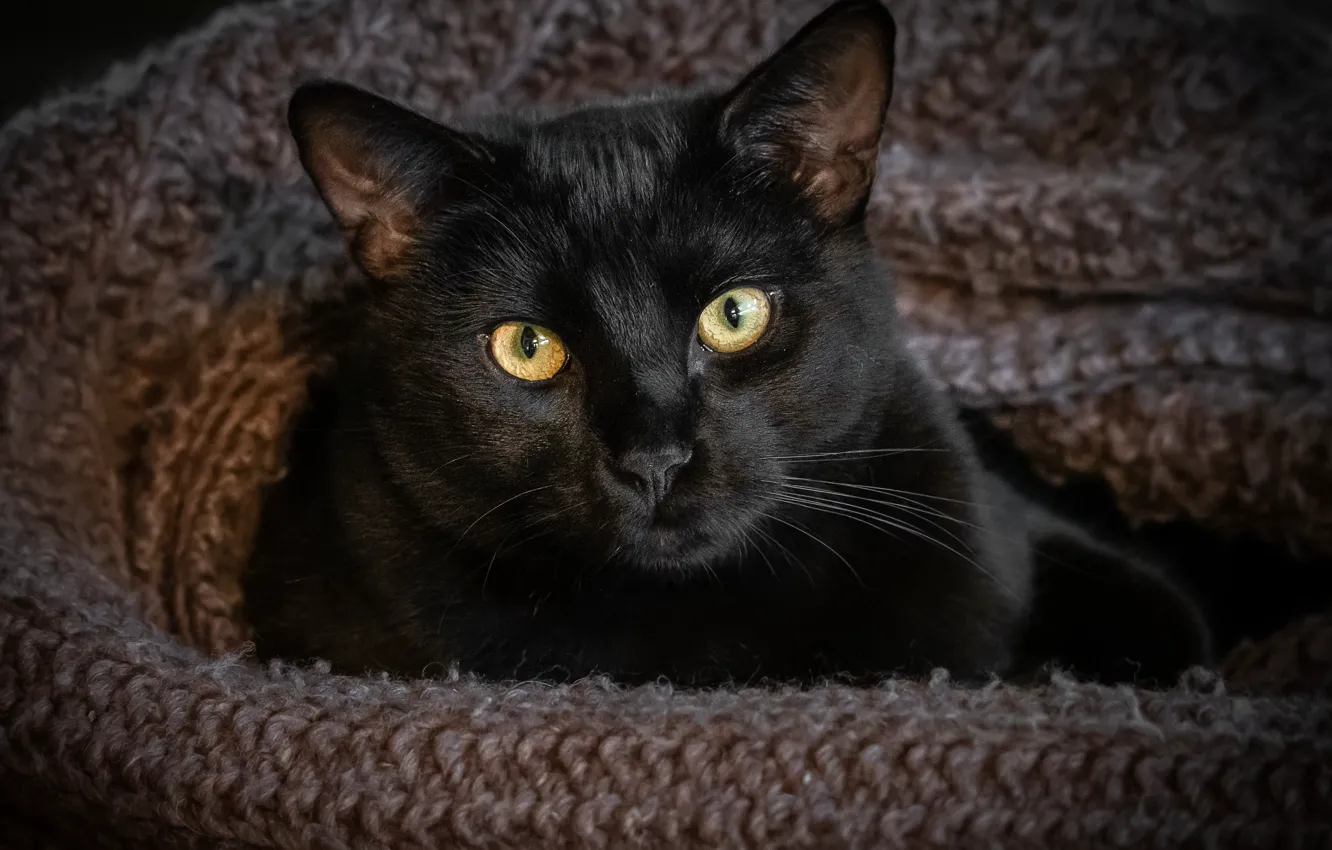 Photo wallpaper eyes, cat, look, black