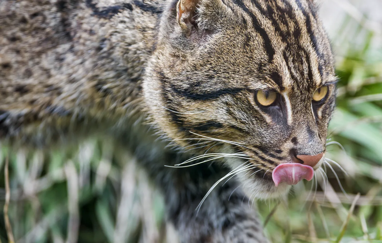 Photo wallpaper language, cat, cat, ©Tambako The Jaguar, fishing cat, kot Rybolov, angler