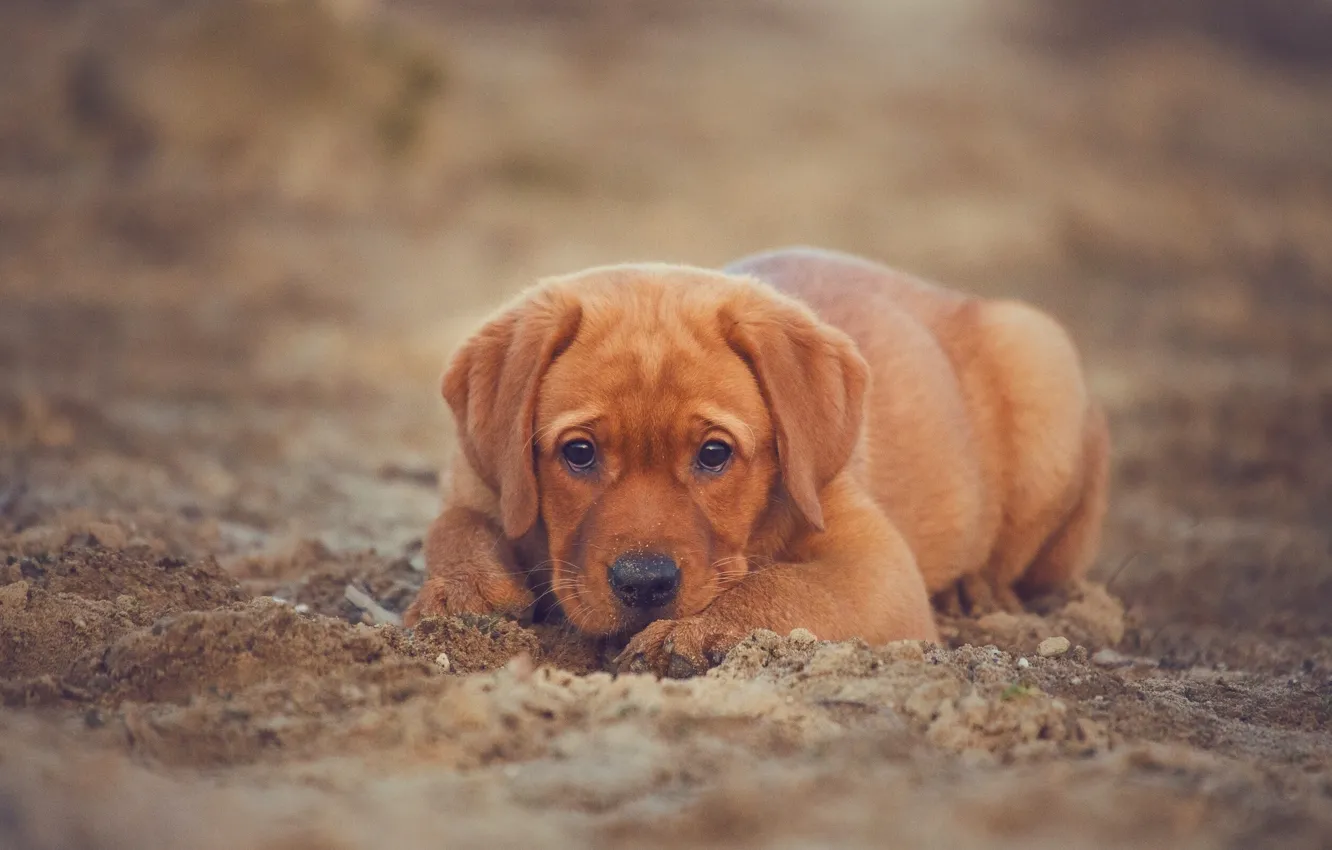 Photo wallpaper sand, look, dog, puppy, Labrador Retriever