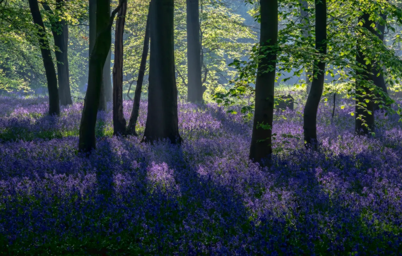 Photo wallpaper greens, forest, rays, light, trees, flowers, branches, fog