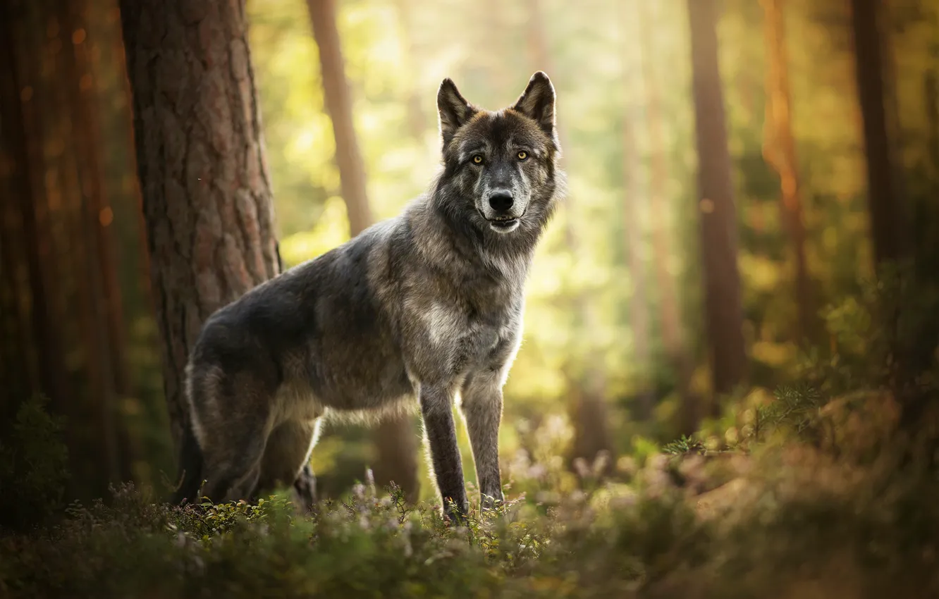 Photo wallpaper forest, wolf, dog