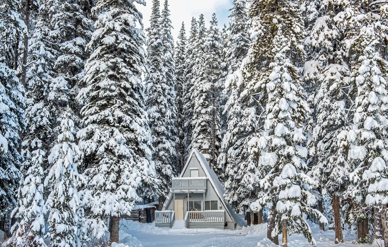 Photo wallpaper winter, forest, home