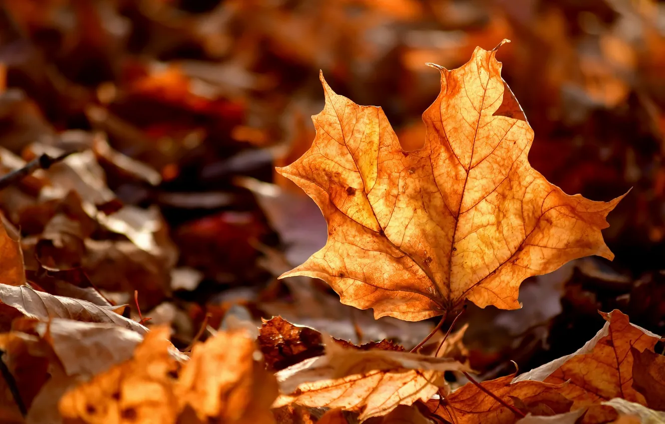 Photo wallpaper autumn, leaves, nature