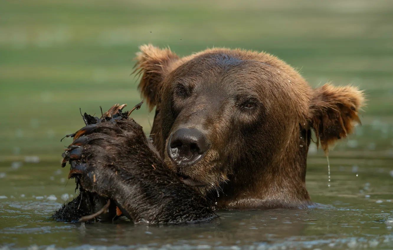 Photo wallpaper face, water, bear, bathing, pond, brown