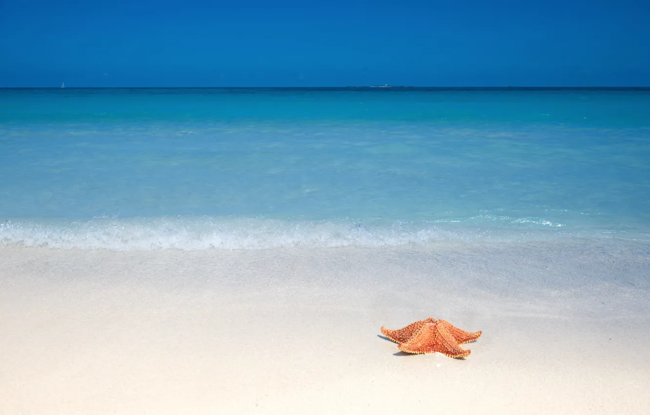 Photo wallpaper sand, beach, the ocean, starfish
