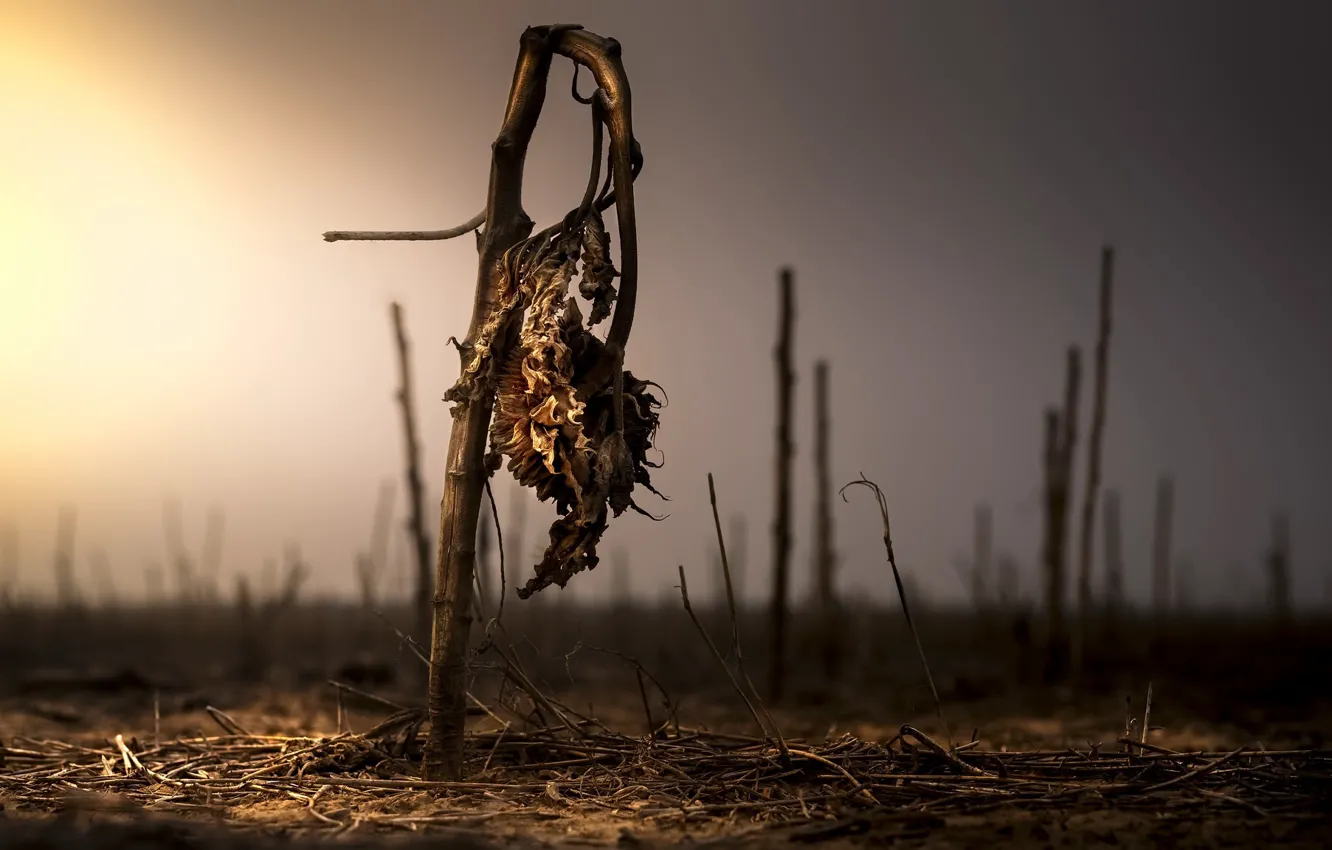 Photo wallpaper sunflowers, nature, naturalism