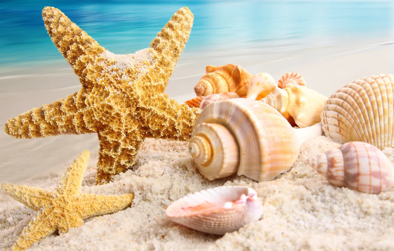 Photo wallpaper sand, sea, beach, nature, shell, starfish