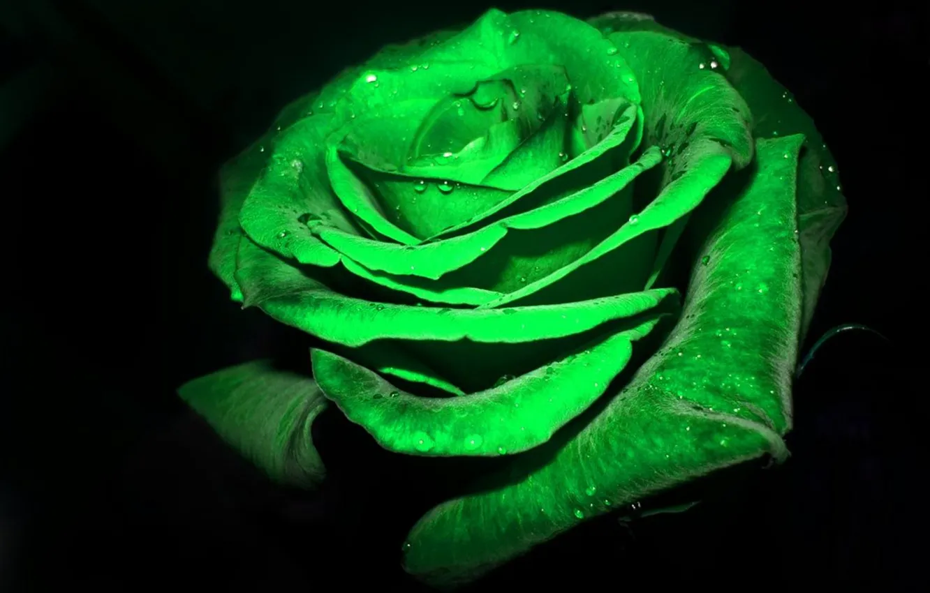 Photo wallpaper green, Rosa, roses, black background, velvet petals