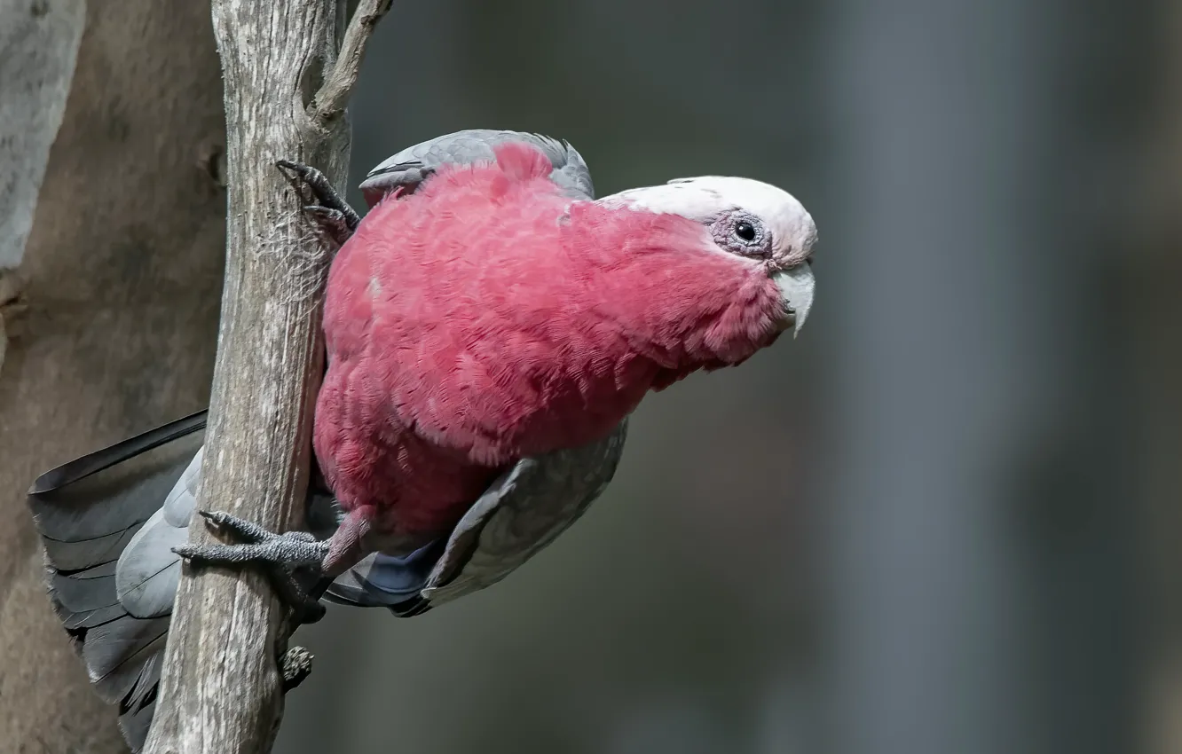 Photo wallpaper nature, bird, Pink cockatoo