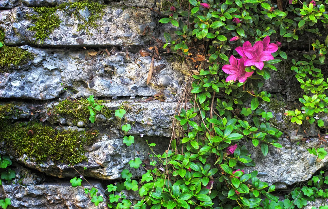 Photo wallpaper wall, pink, stone, Azalea
