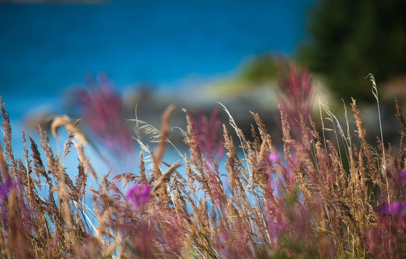 Photo wallpaper field, grass, macro, nature, blur, spikelets