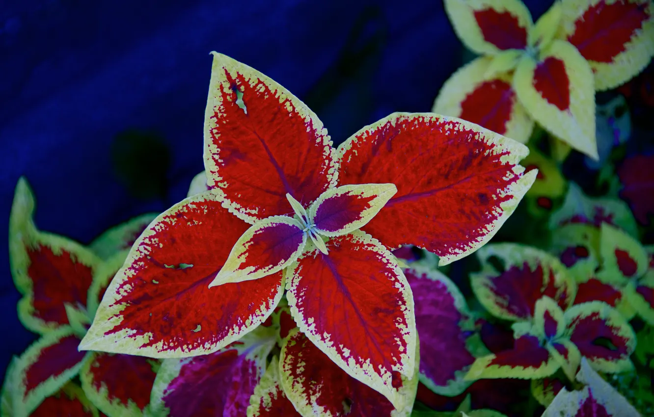 Photo wallpaper leaves, flowers, pattern, bright, Coleus, Ornamental plant