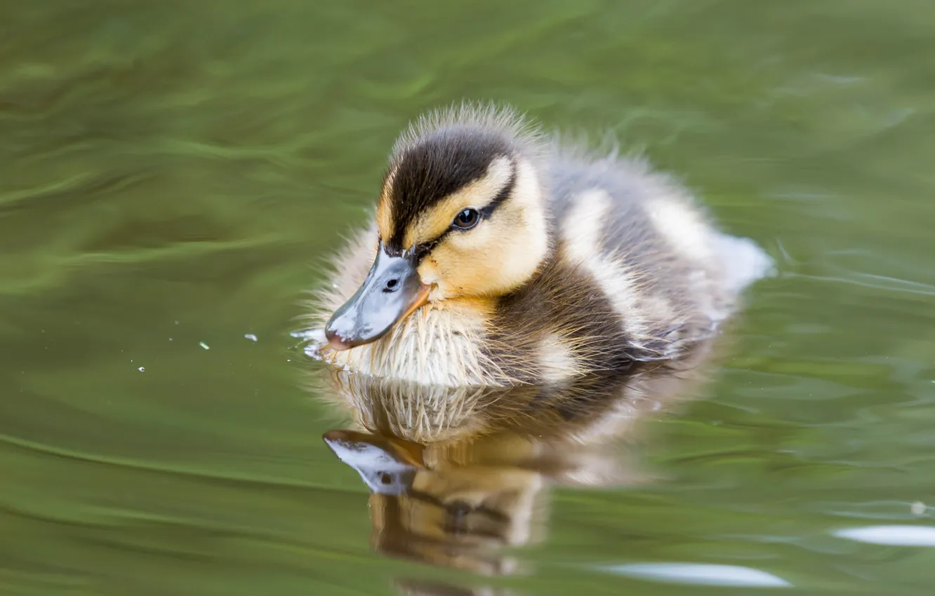 Photo wallpaper water, reflection, bird, duck, baby, duck, Chicks, pond