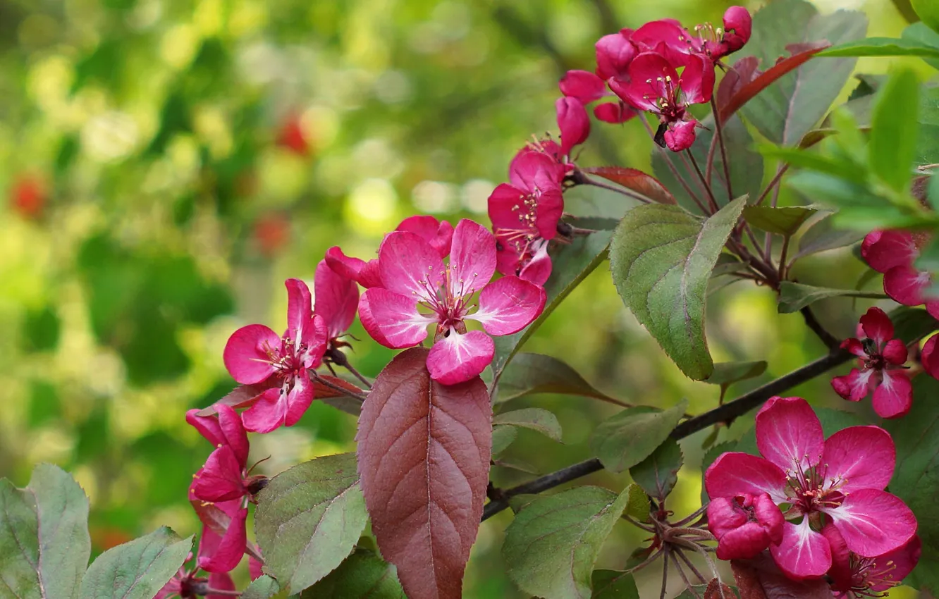 Photo wallpaper flowers, branches, spring, flowering