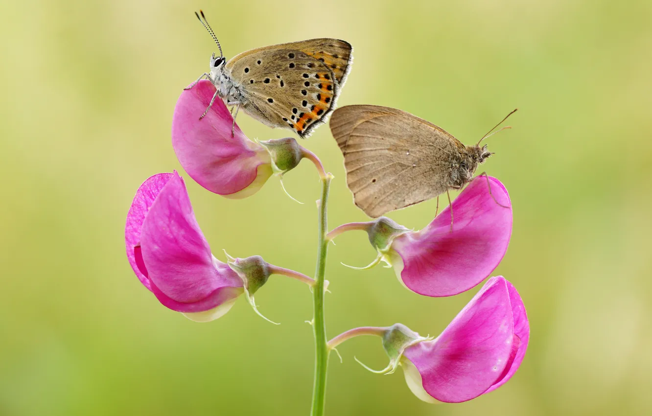 Photo wallpaper macro, flowers, background, butterfly, two, pair, insect, pink