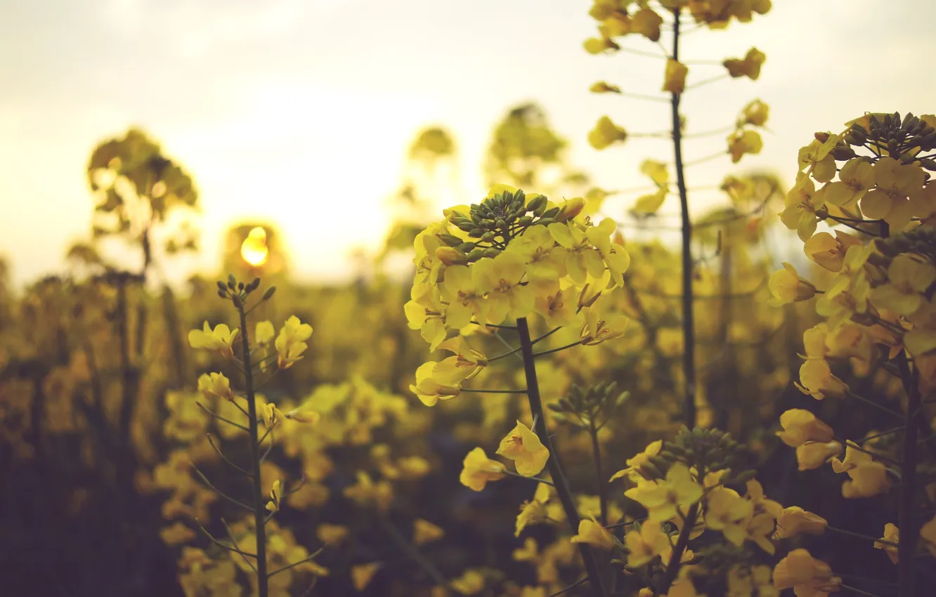 Photo wallpaper flowers, yellow, petals