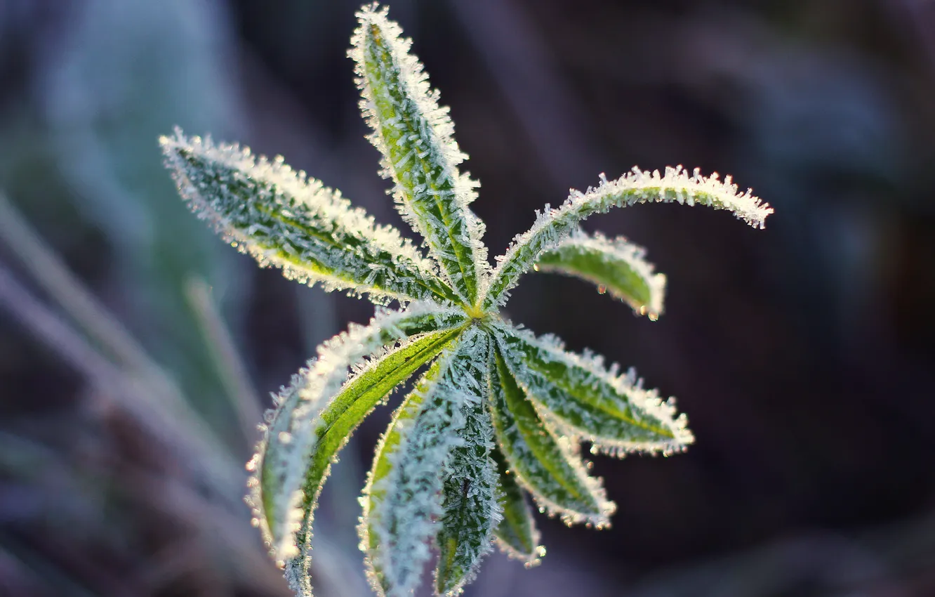 Photo wallpaper cold, frost, leaves, crystals, Reznor