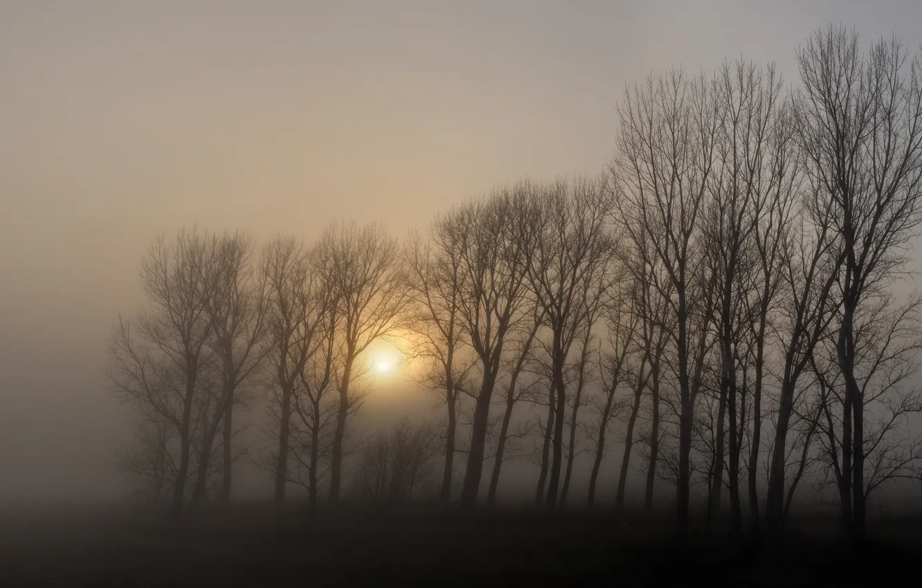 Photo wallpaper trees, fog, The sun
