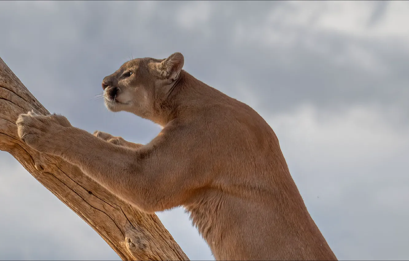 Photo wallpaper Puma, cat, pose, Beast, Puma, scratching post