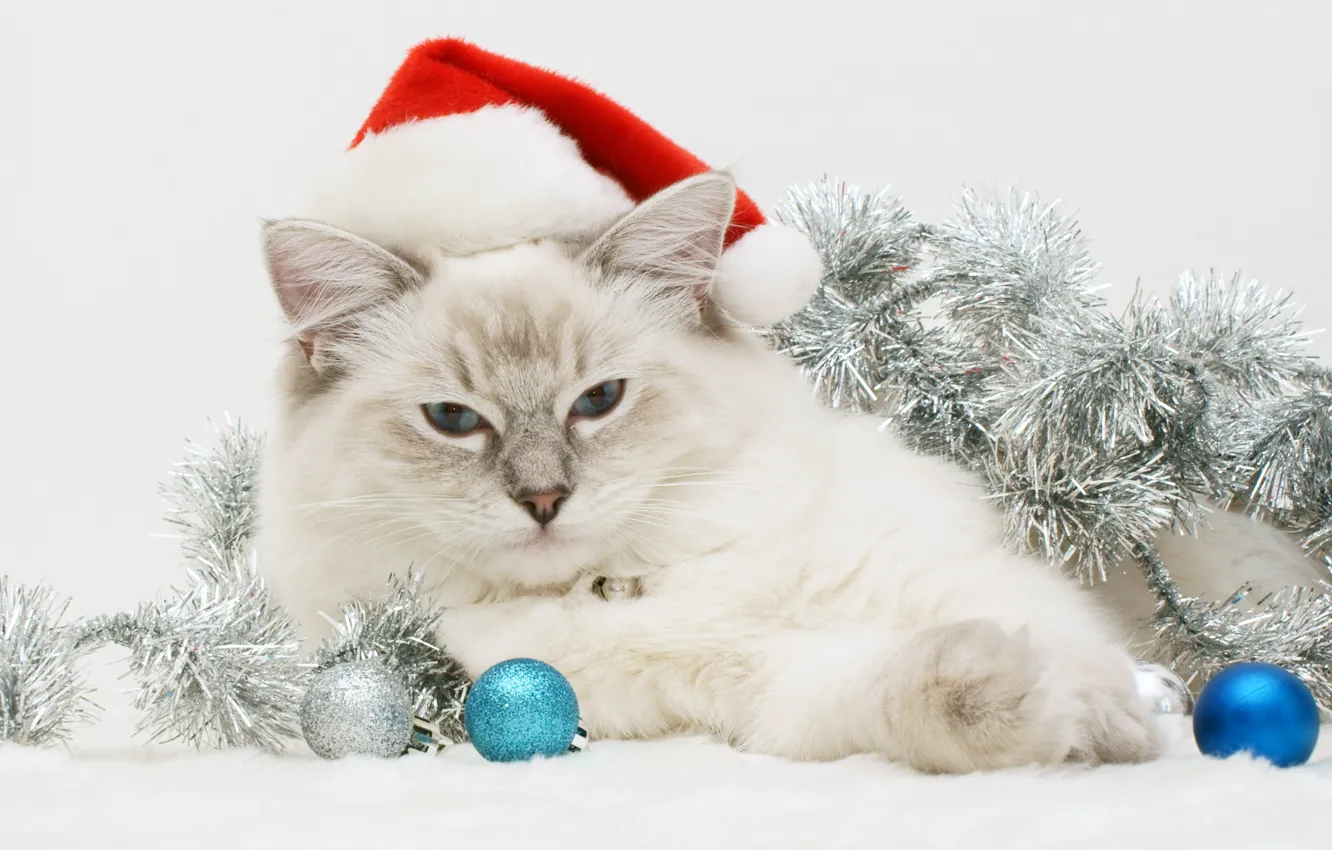 Photo wallpaper cat, new year, tinsel