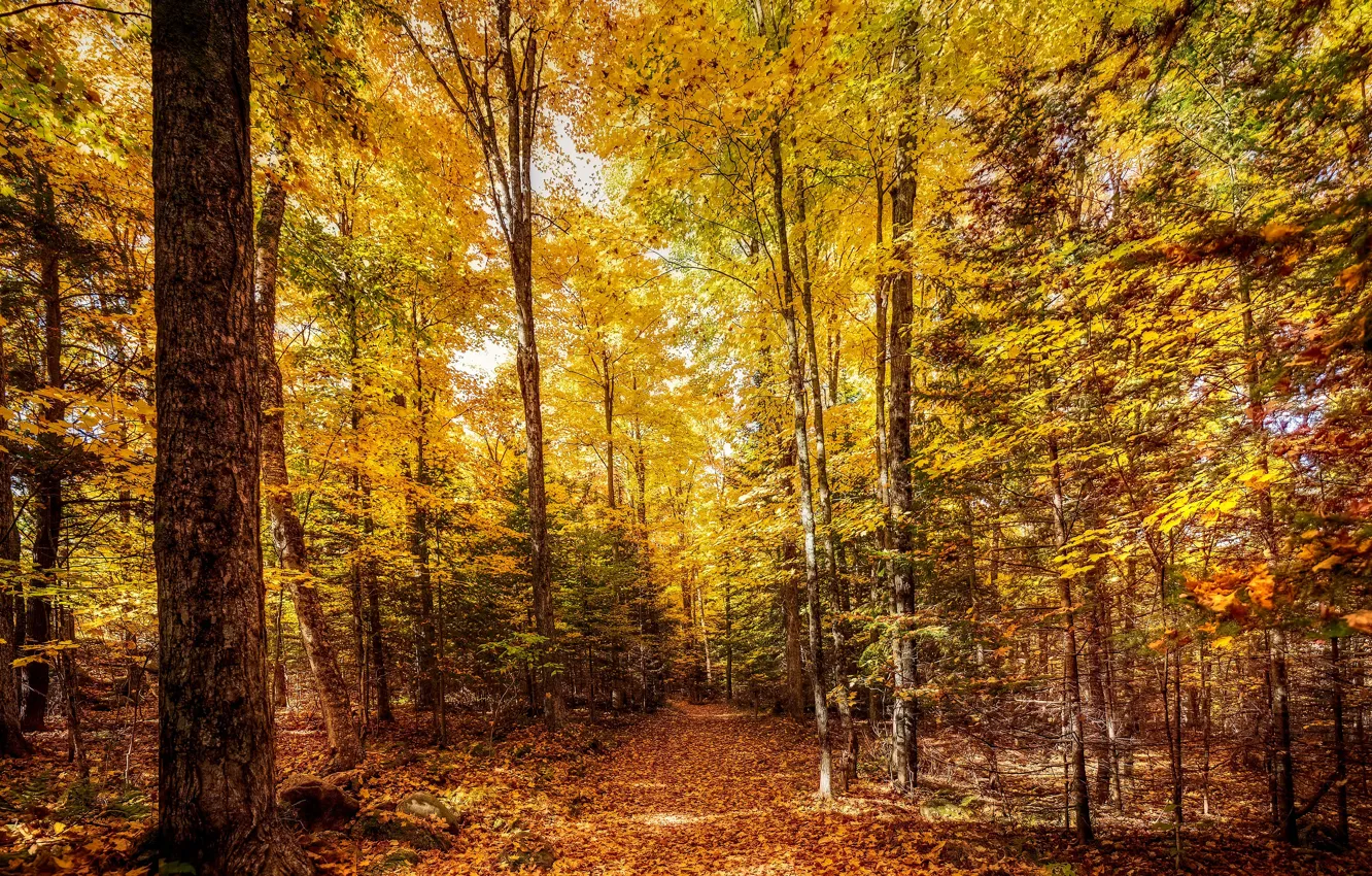 Photo wallpaper autumn, forest, light, trees, Golden autumn