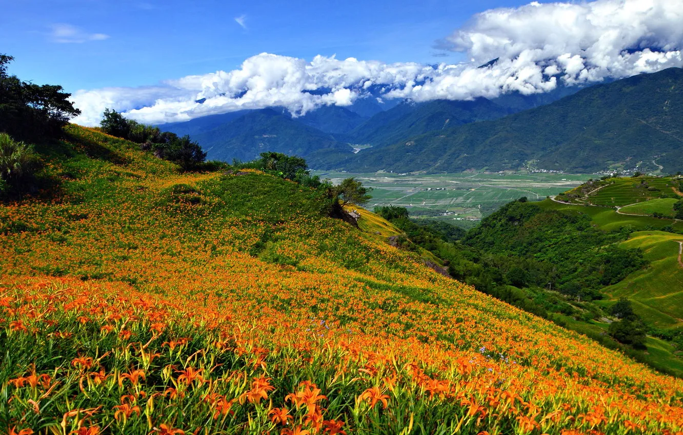 Photo wallpaper field, summer, flowers, mountains, Asia, slope, the daylilies